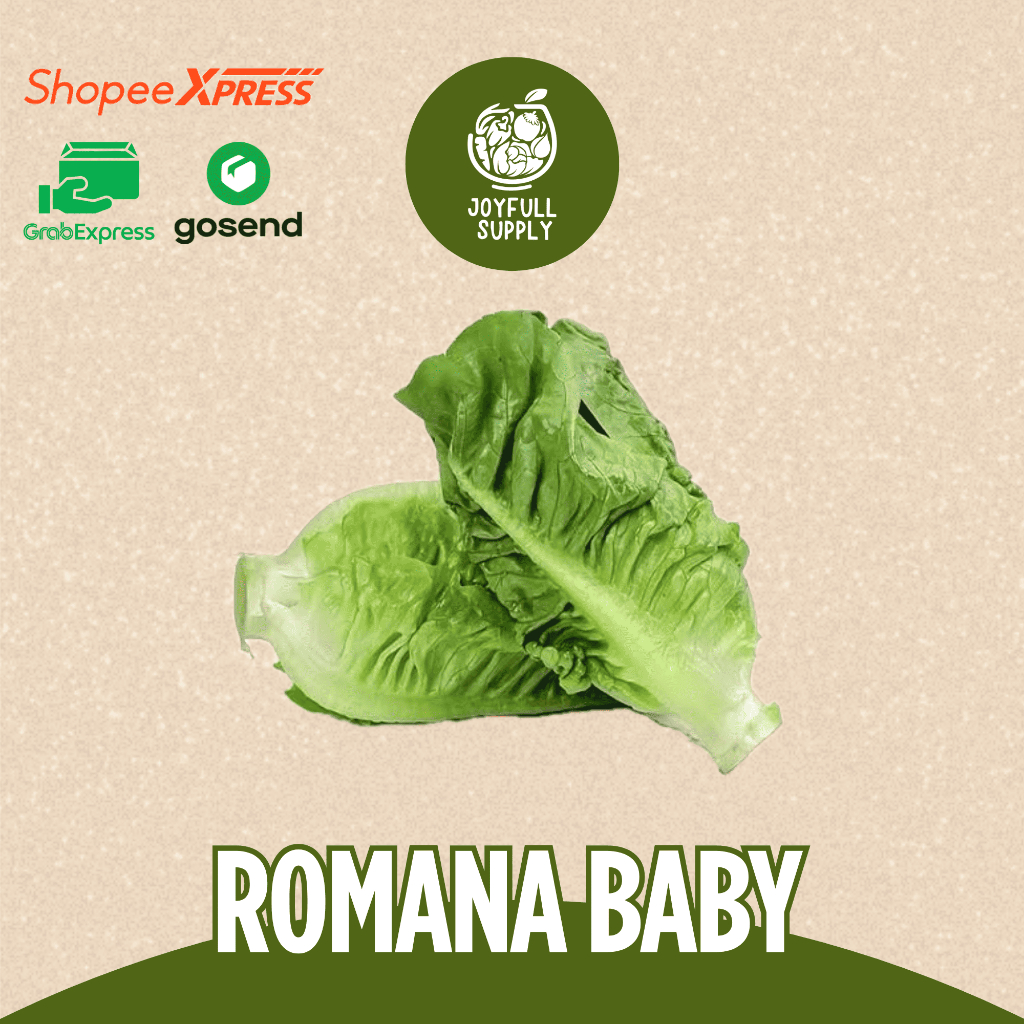 

INSTAN Romana Baby/ Romaine Baby / Lettuce Romaine Baby / Lettuce Romana Baby / Joyfull Supply