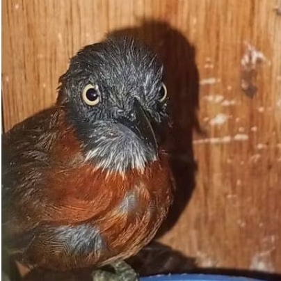 burung masteran Tepus pala abu