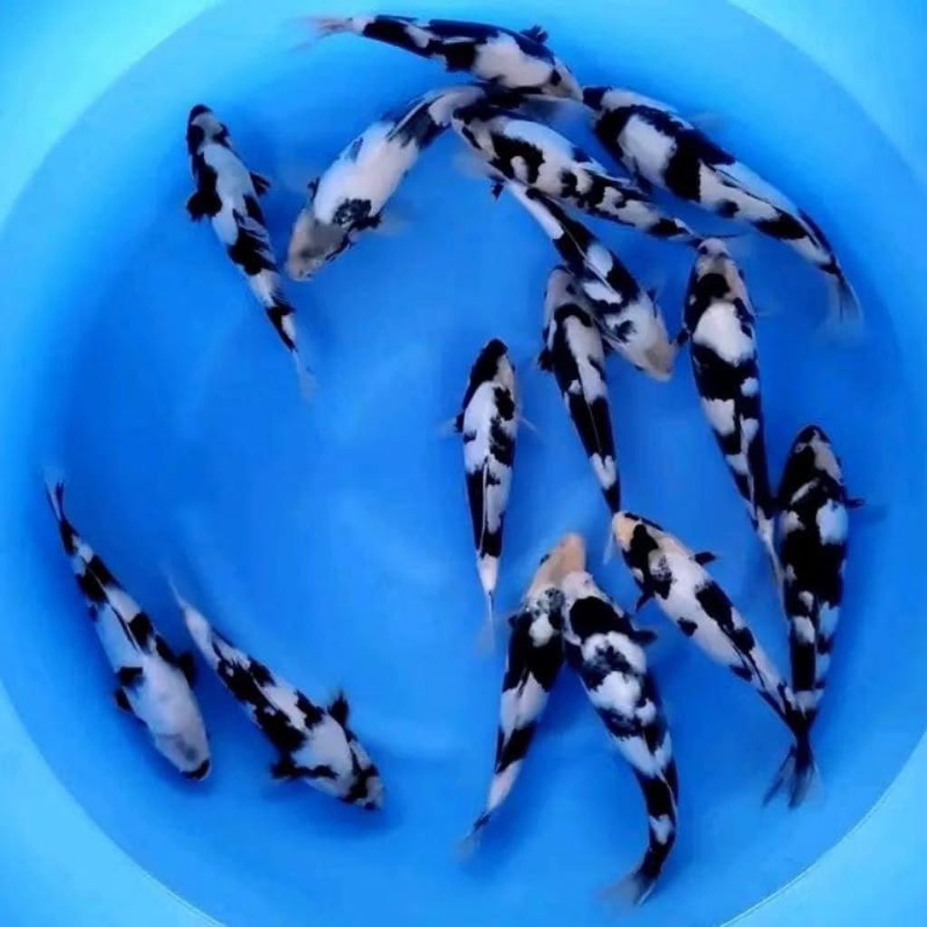 

Koi Shiro sapi paket 6 ekor cantik