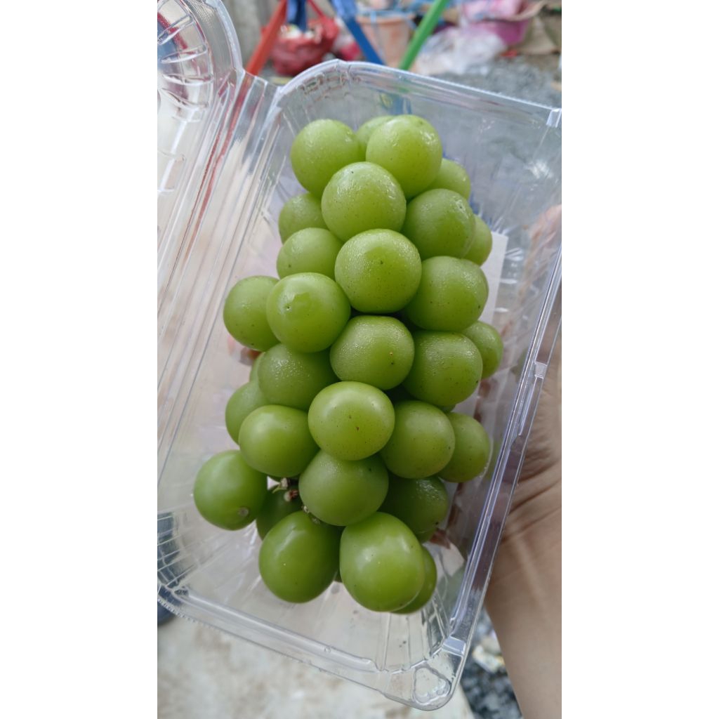 

Anggur Muscat 500gram
