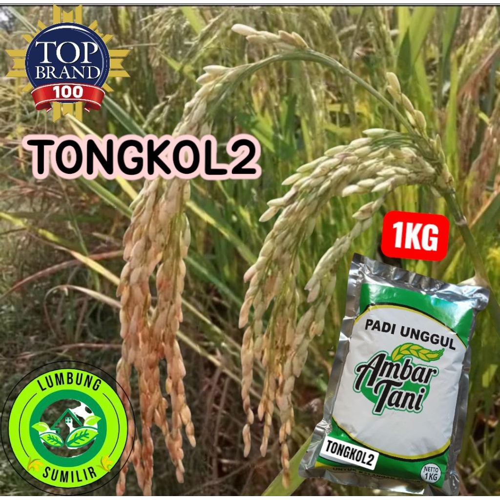 Benih Padi TONGKOL 2 Kemasan 1kg