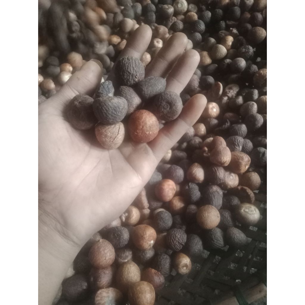 

ready buah pinang kering segar/1kg