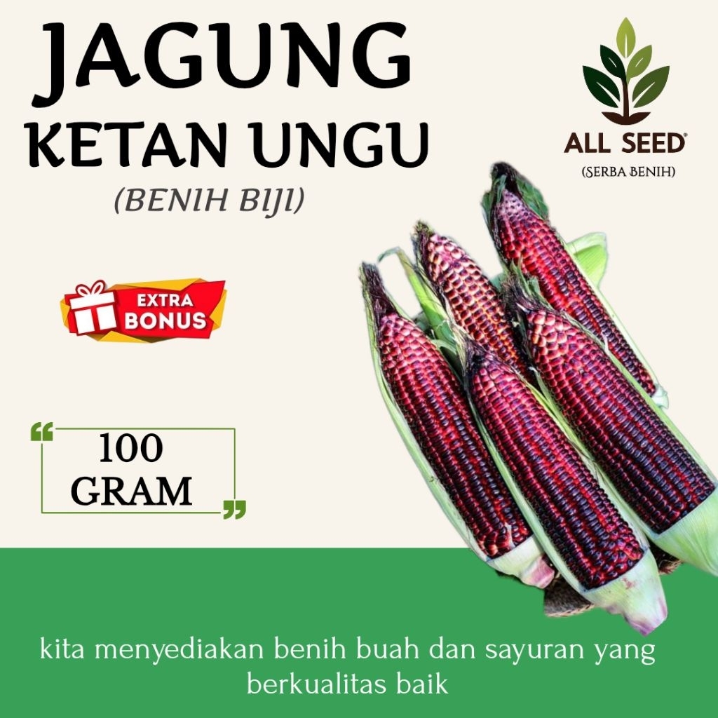 ( 100 gram ) Benih jagung ketan ungu | bibit biji jagung ungu | jagung pulut
