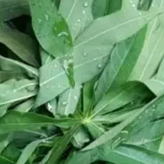 

daun singkong / CASSAVA LEAVES periket