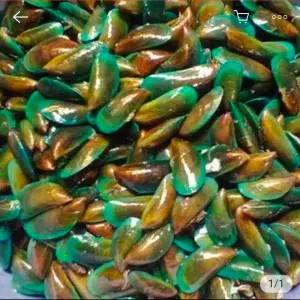 

kerang ijo 500 gr