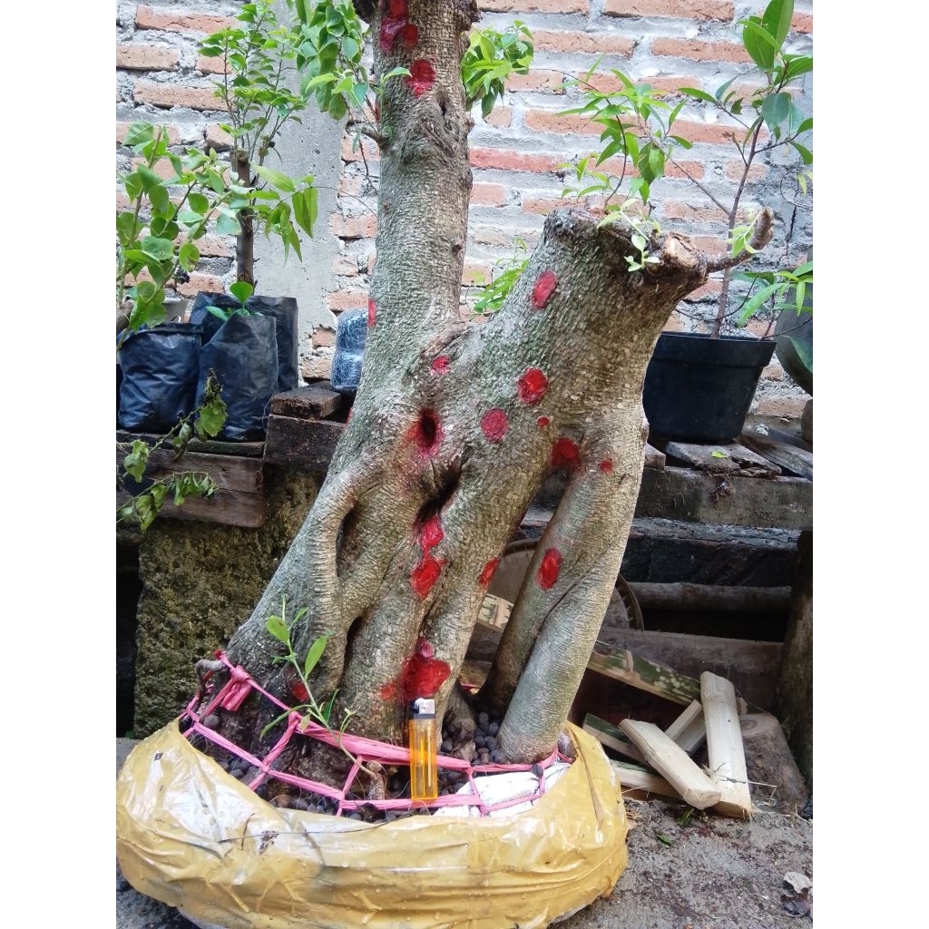BAHAN BONSAI KIMENG SUPER JUMBO