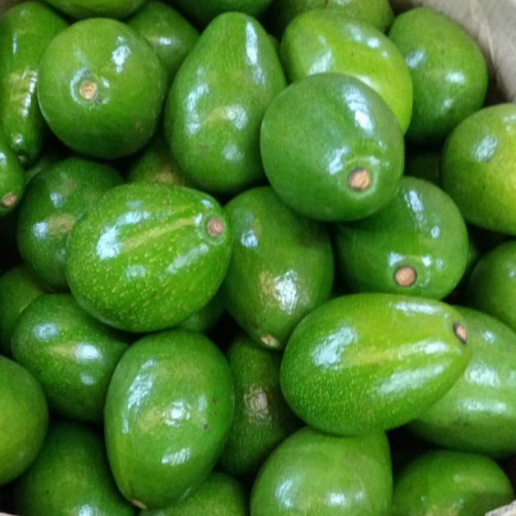 

Alpukat mentega ukuran standar 10 Kg/20 Kg Bergaransi 100%