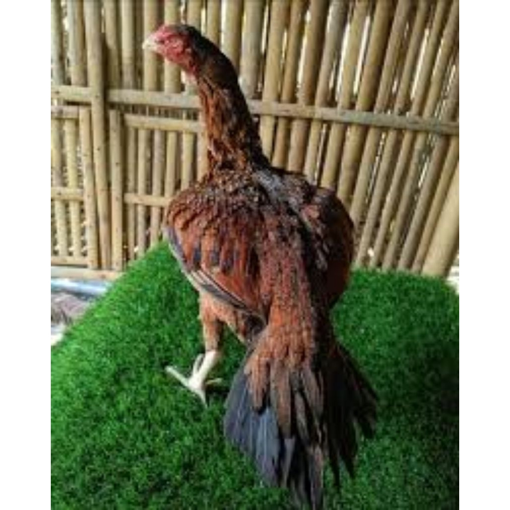 

Telur Ayam Bangkok Wangkas ORI Fertil Buat ditetaskan