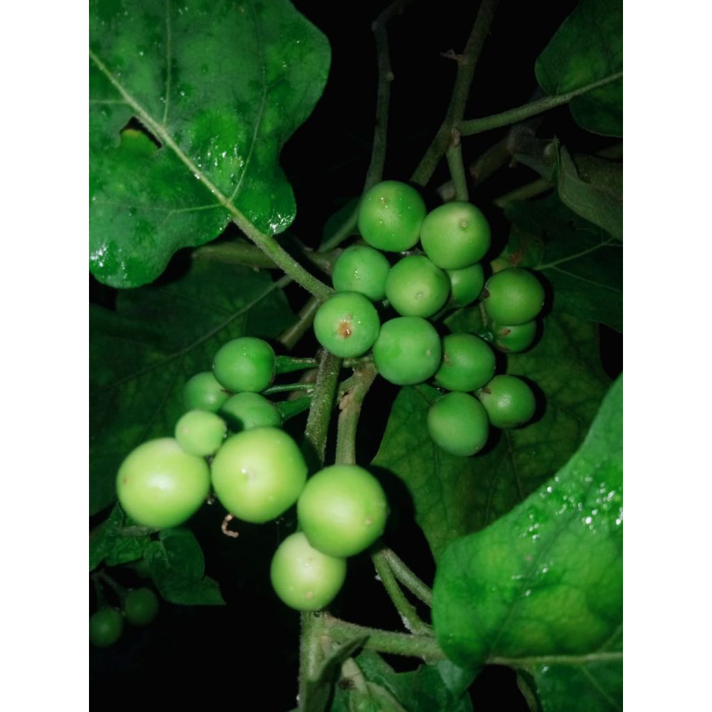 

takokak segar/250g cepokak muda lepas kuncup/samsul.herbal1