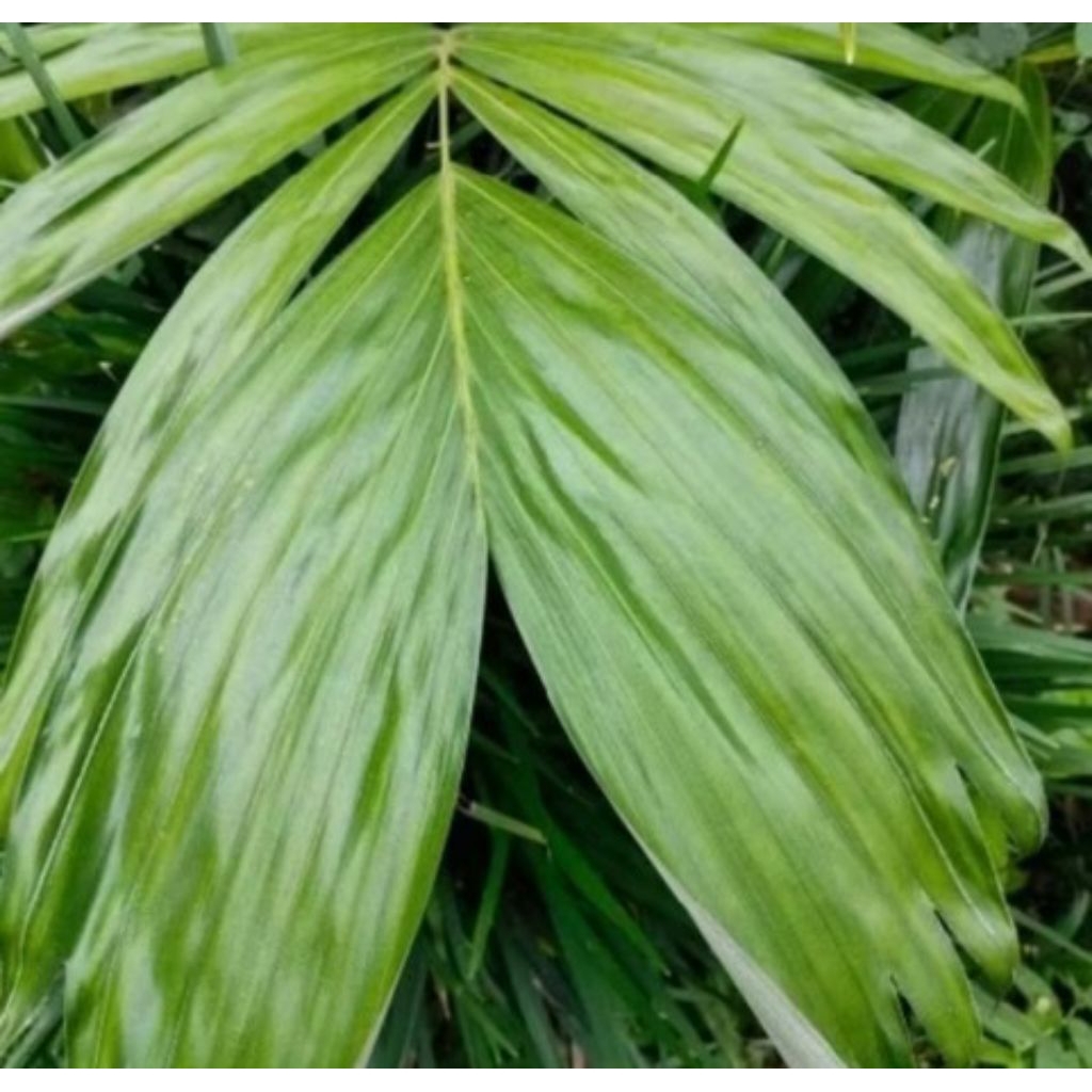 

Daun Salak Muda / Pucuk Daun Salak Obat Herbal Berat 500 Gram