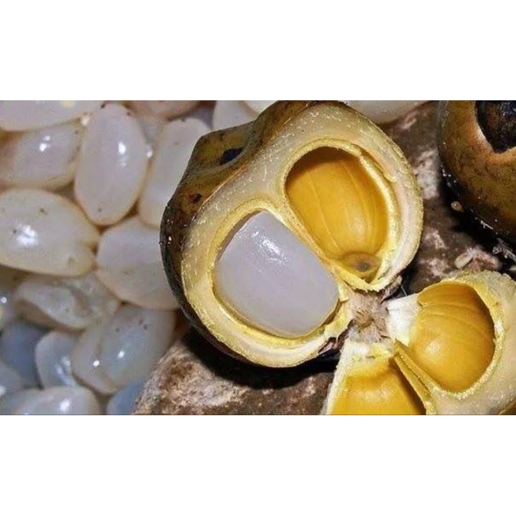 

caruluk/kolang kaling segar buat manisan berat 1 kg