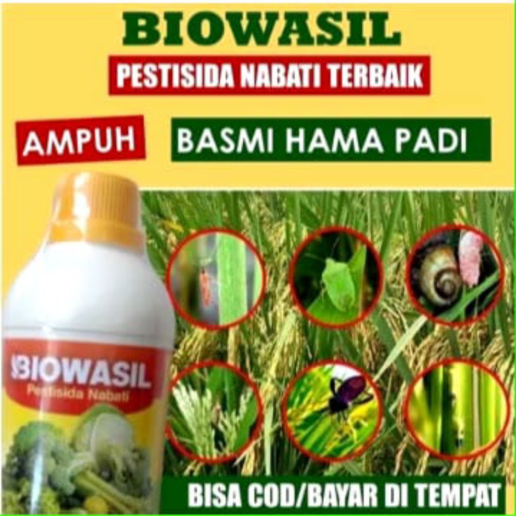 OBAT HAMA ULAT PADI SUNDEP BELUK 500 MLBIOWASIL - Obat Hama Padi, Atasi Hama Ulat Sundep