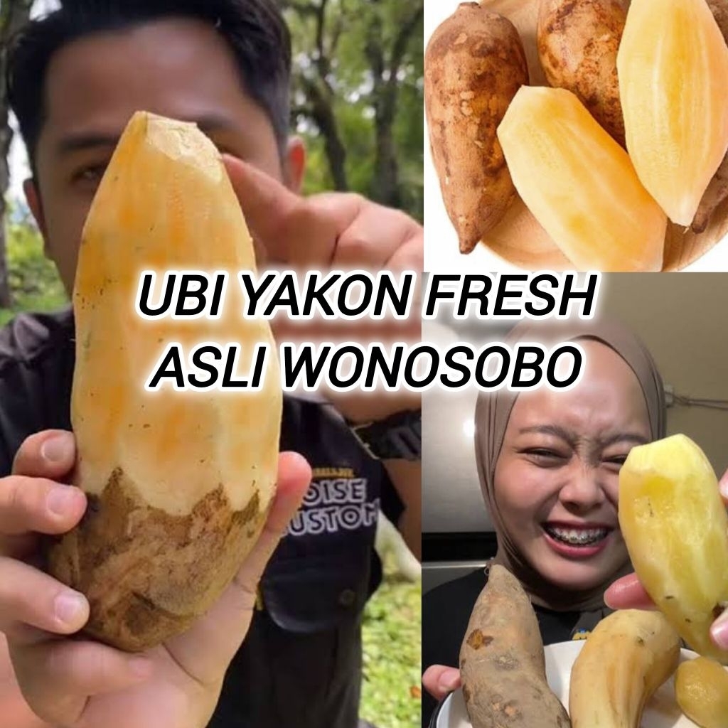 

Umbi Yacon Asli Wonosobo Kualitas Super Asli Kuning Langsung Dari Petani , Setengah Kg Isi 1-4