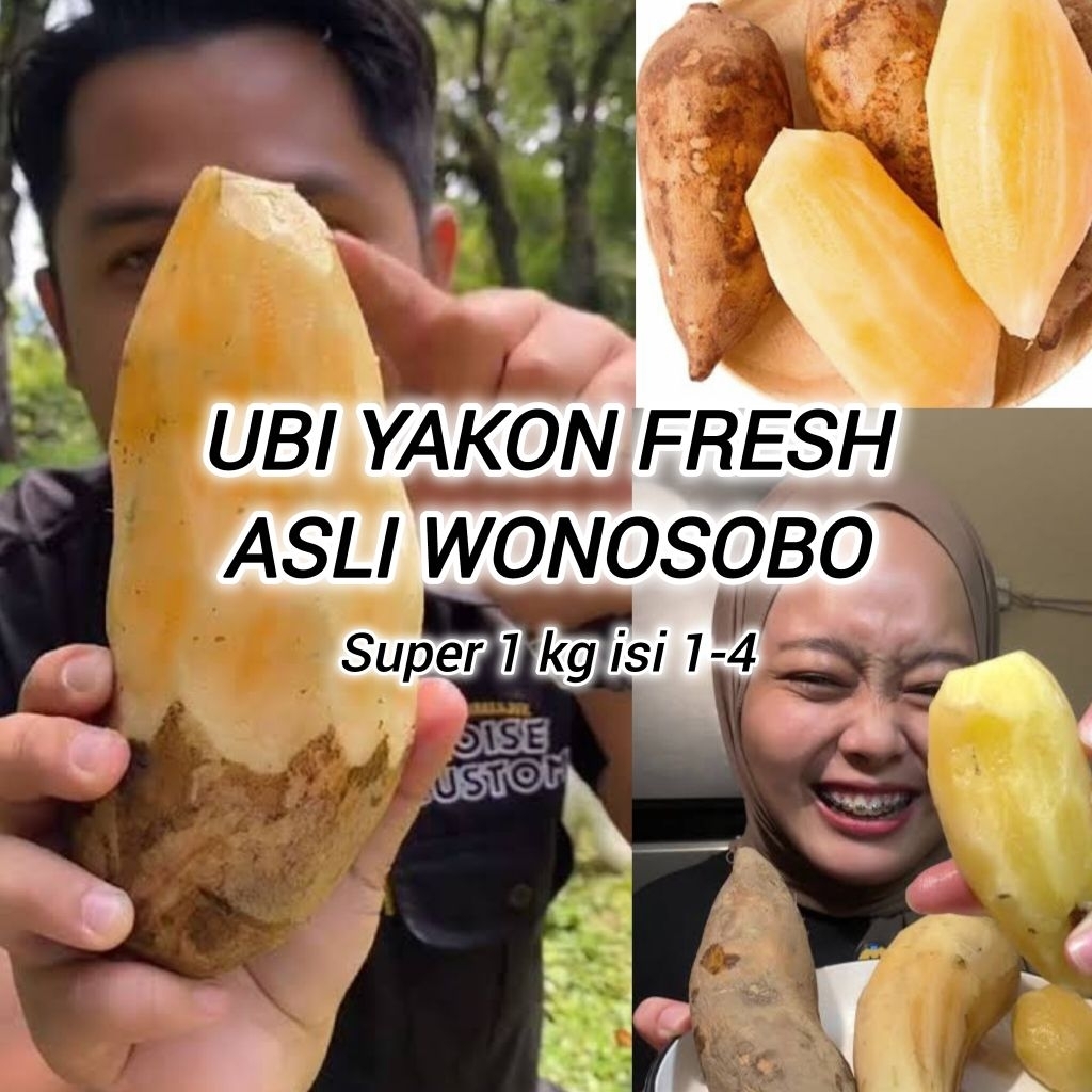 

1 Kg Umbi Yacon Asli Wonosobo Langsung Petani Kualitas Super Isi 1-4