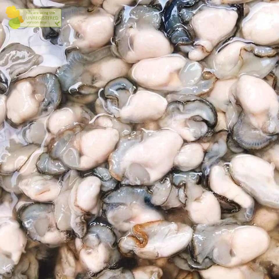 

Kerang Tiram Oyster Kupas Daging Tiram Oyster Segar 1Kg / Kerang Tiram Segar
