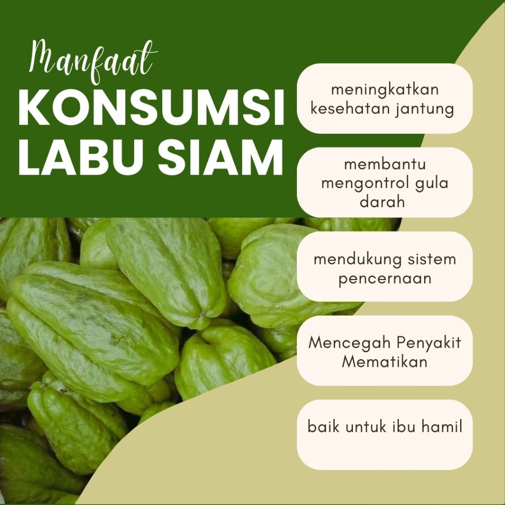 

Labu siam / jipang fresh baru petik / bersih / ukuran besar 300-450 gram/ siap masak / enak di masak dengan berbagai macam olahan