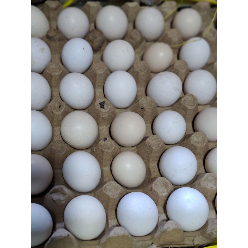 

TELUR AYAM KAMPUNG/TELOR AYAM KAMPUNG