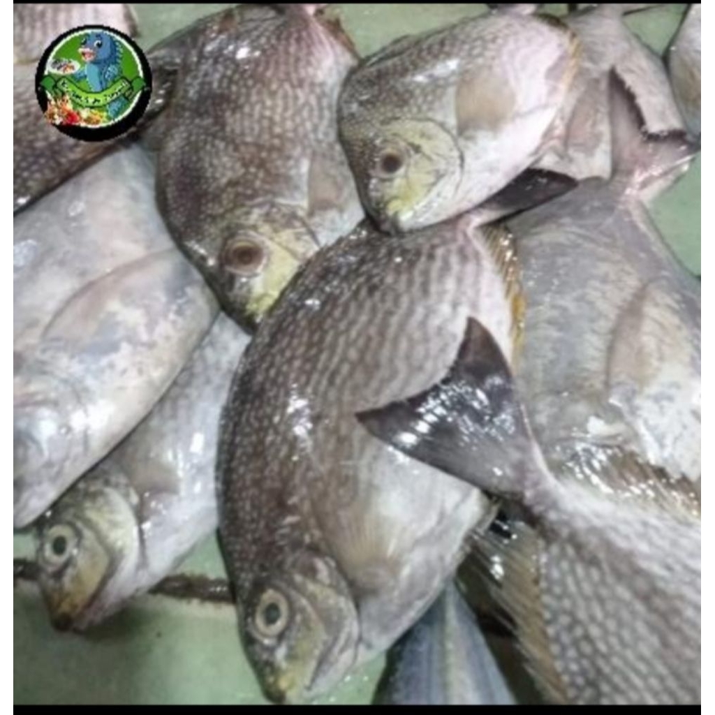 

Ikan baronang