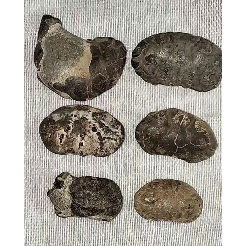 Batu akik yuyu asli alam