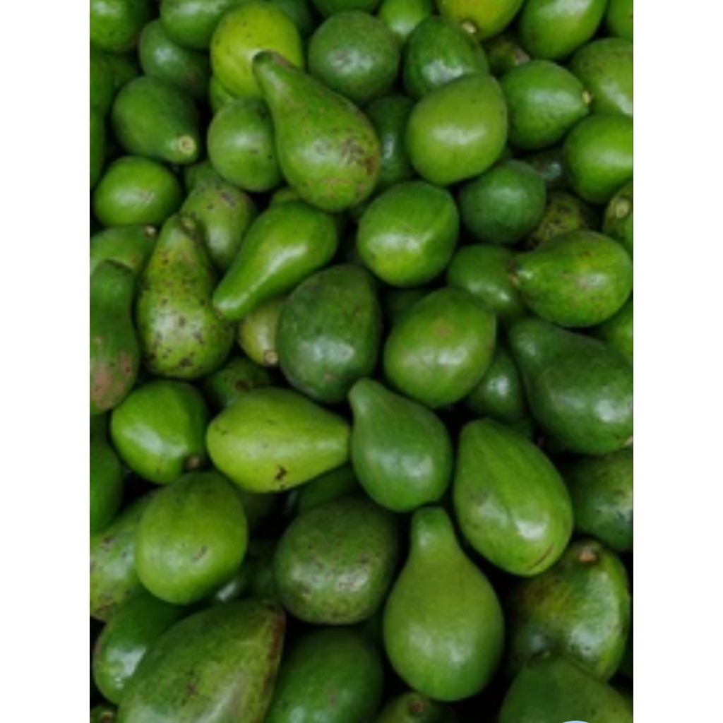 

ALPUKAT MENTEGA FRESS BARU SEGER (MASAK/MENGKAL) PER 1KG