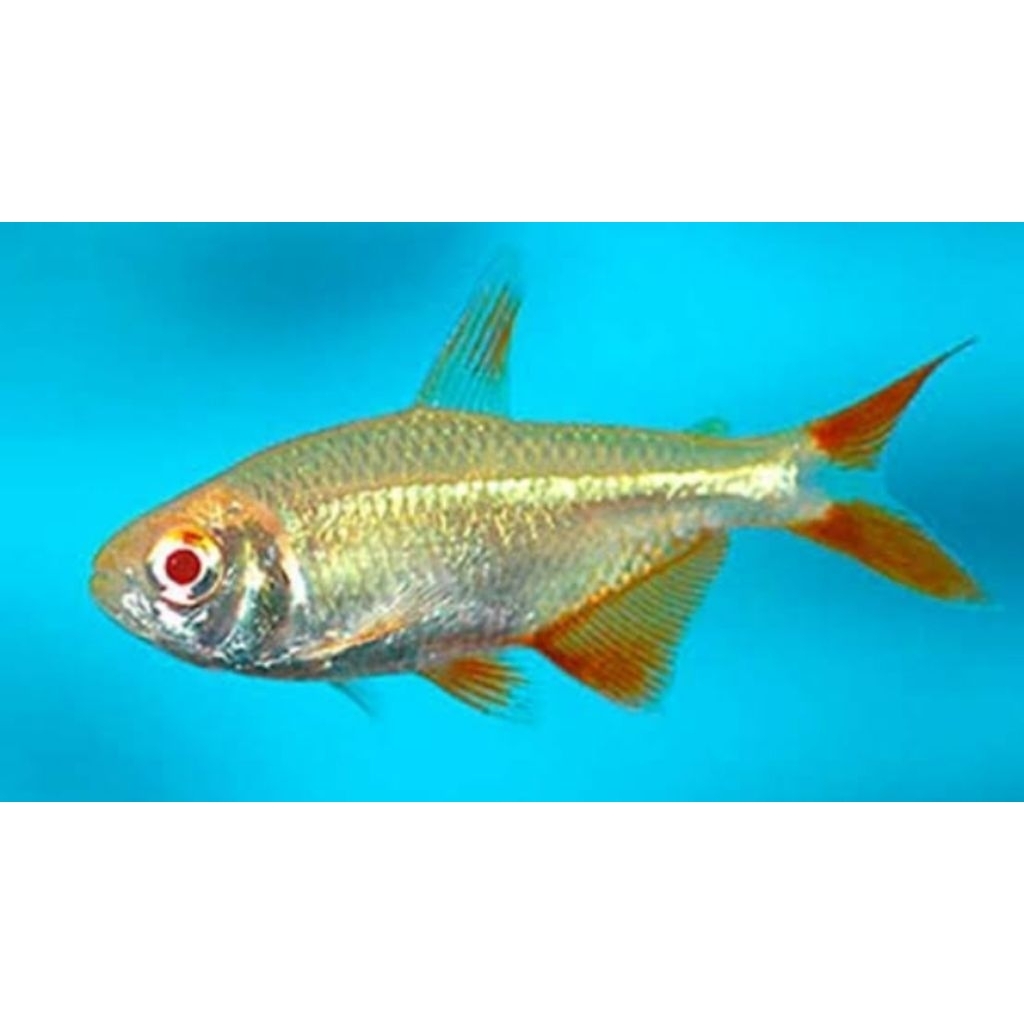 Ikan Buenos Aires dapat (4 ekor)