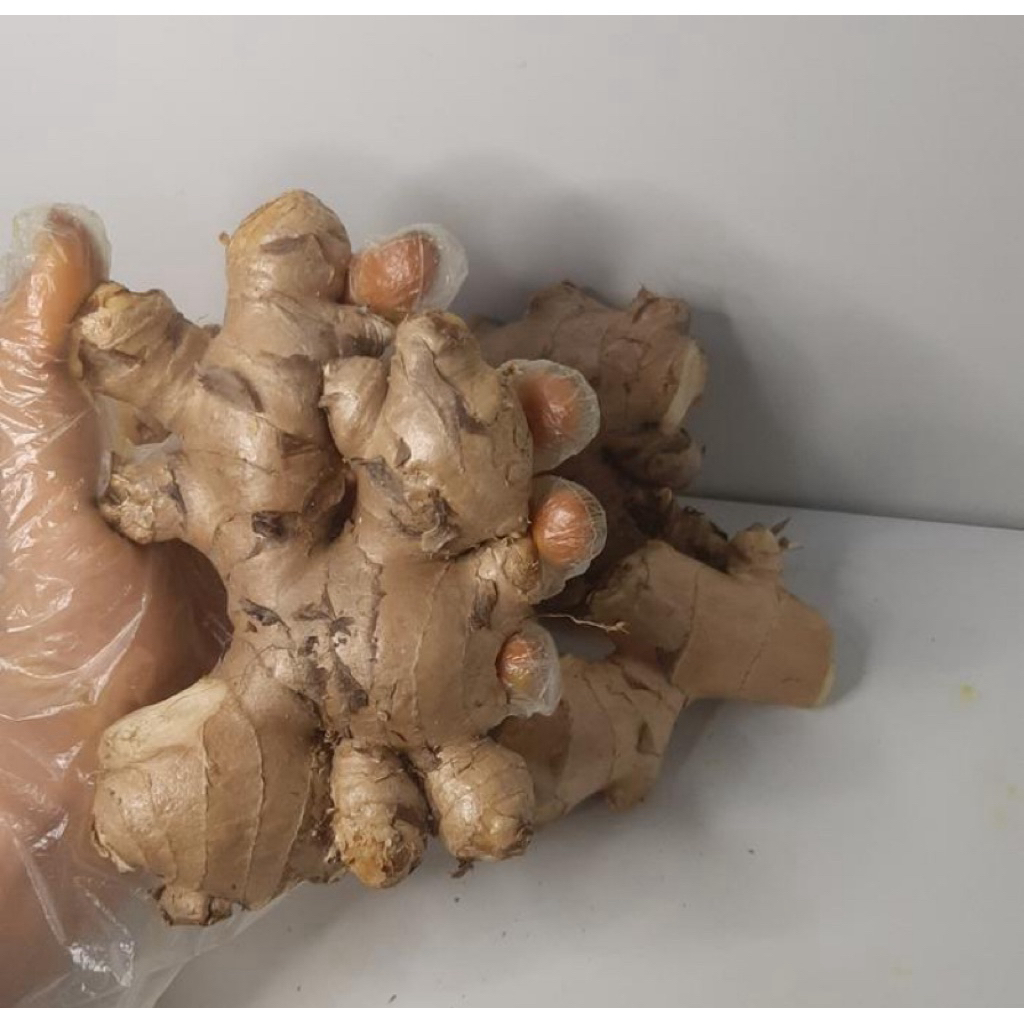 

Jahe Gajah Putih / Jahe Biasa Fresh 1 Kg