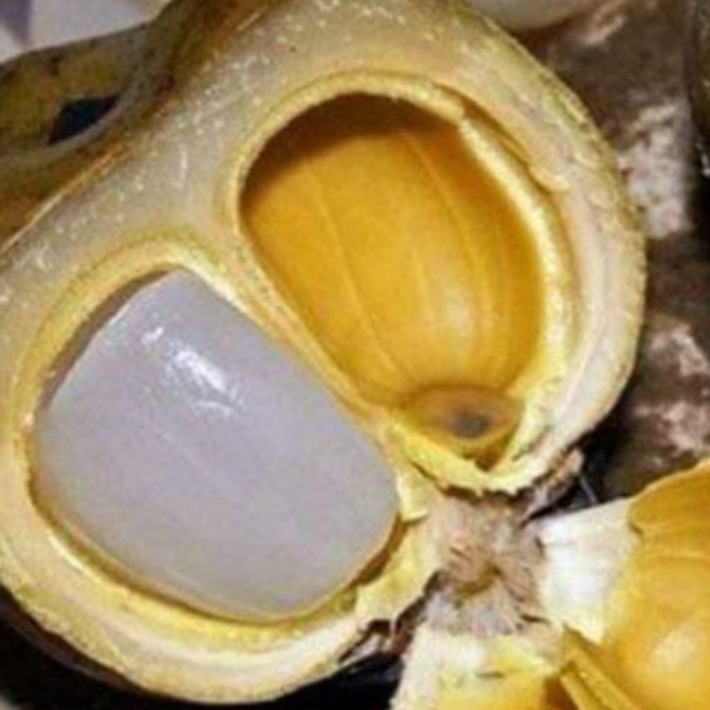 

kulang kaleng segar dadakan 500gram pres segar di suasana panas