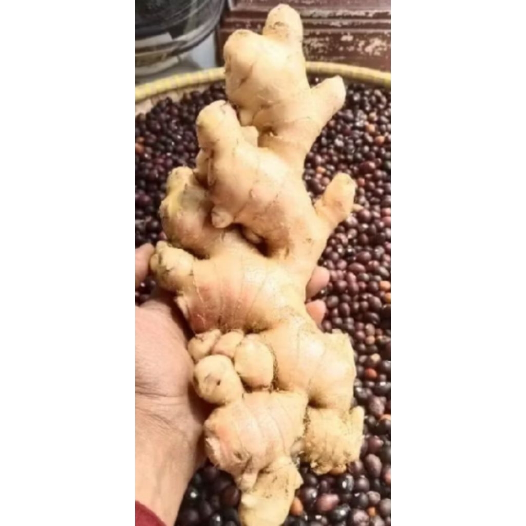 

jahe gajah segar1000grm