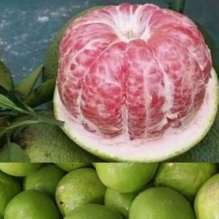 

Jeruk pamelo/jeruk bali 500 gr asli