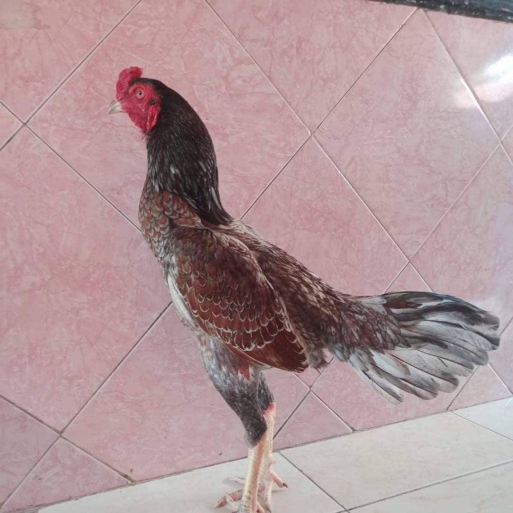 

paket hemat 8 telur ayam bulbi Mangon Fertil siap untuk ditetaskan