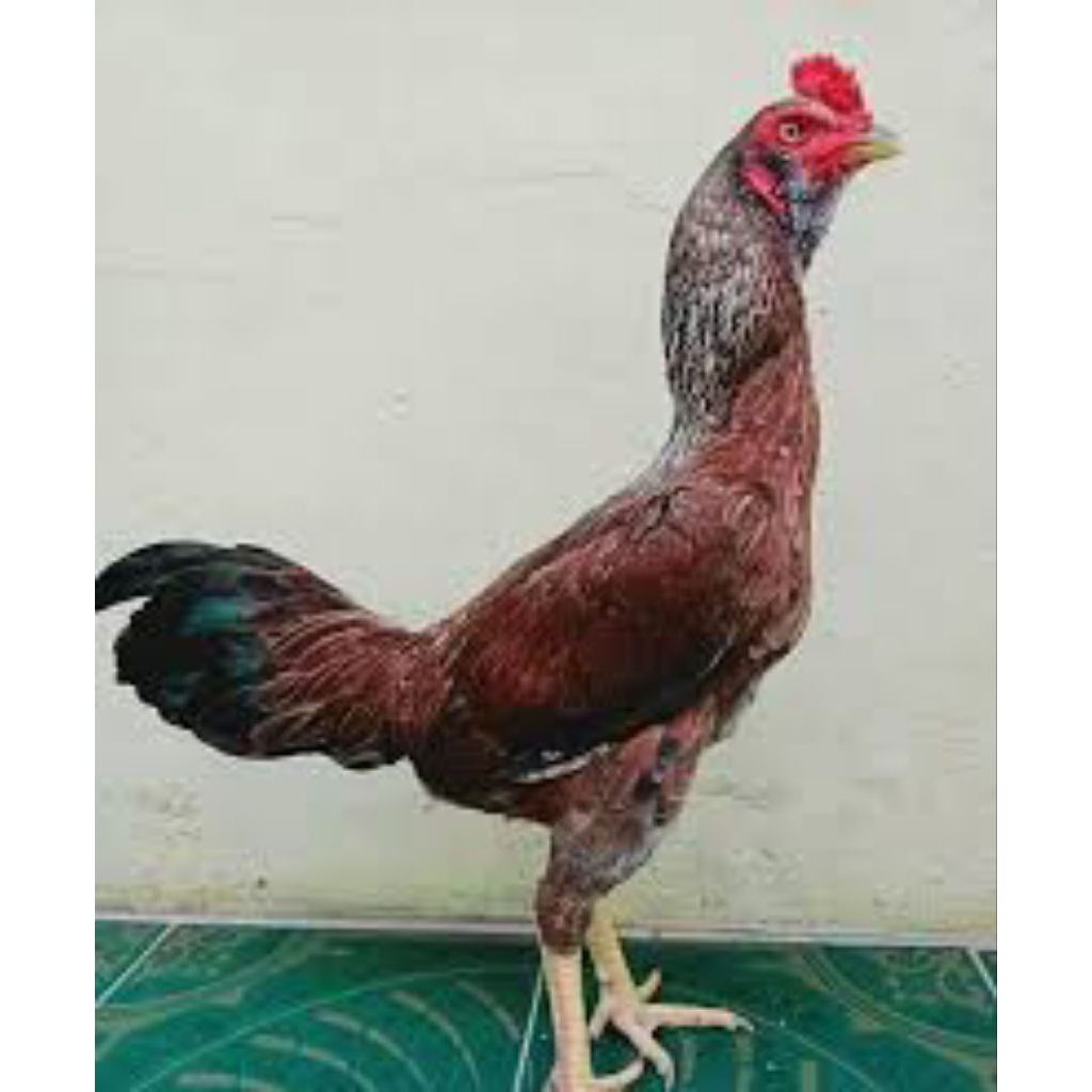 

paket hemat 10 telur ayam bulbi Mangon Fertil siap untuk ditetaskan