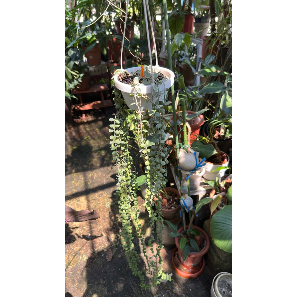 Dischidia Nummularia