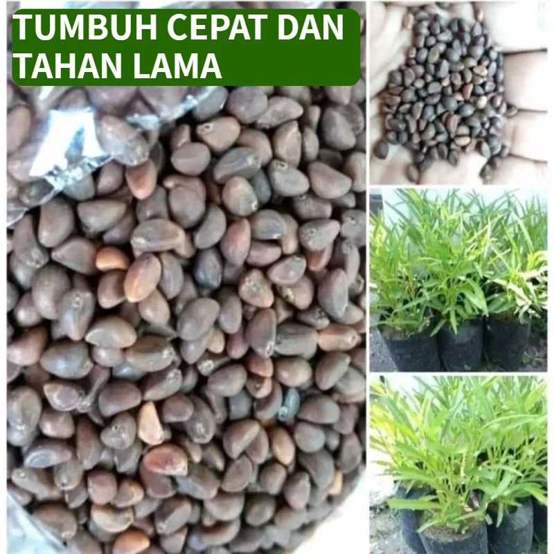 Bibitmu - isi +- 2.000 Benih kangkung Aneka Benih Bibit Biji Berkualitas Unggulan Sayur dan Buah Bua