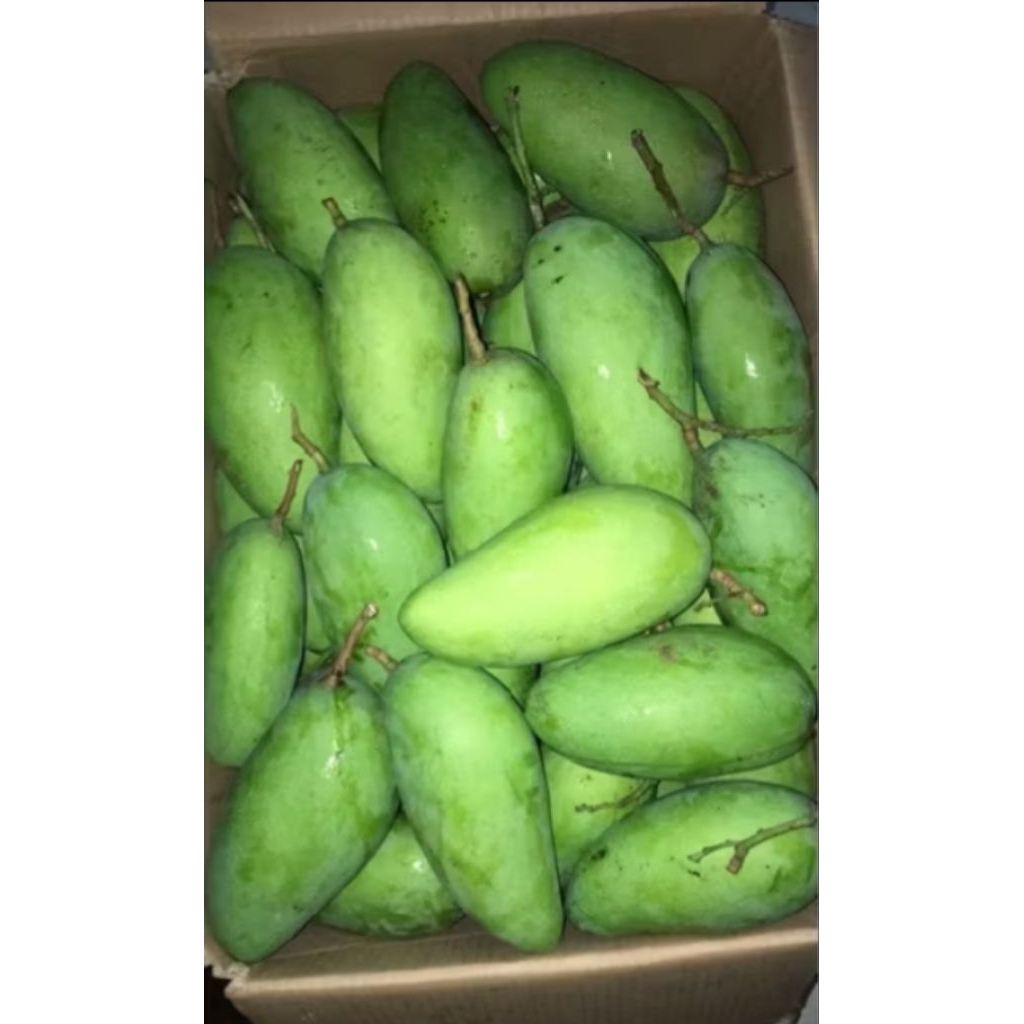 

Mangga Kiojay Fresh 1kg