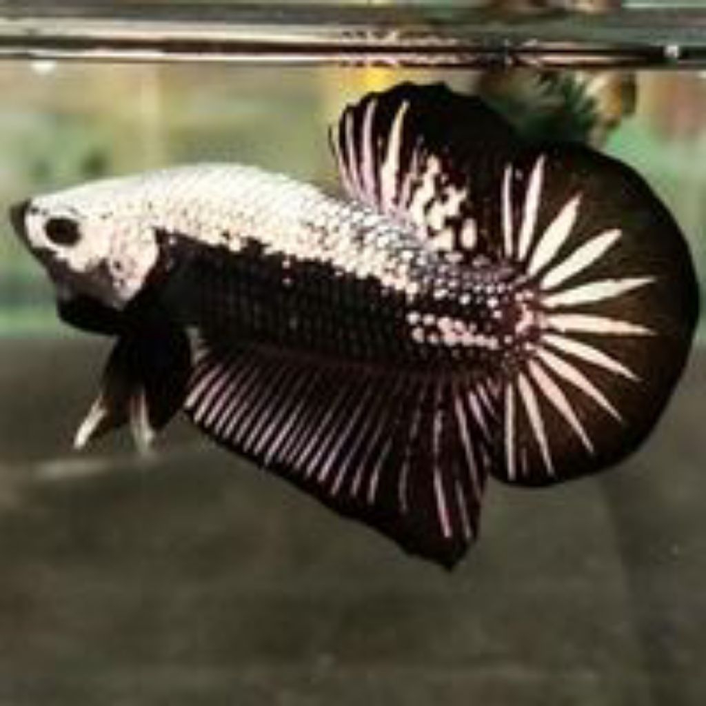 CUPANG PLAKAT BLACK SAMURAI