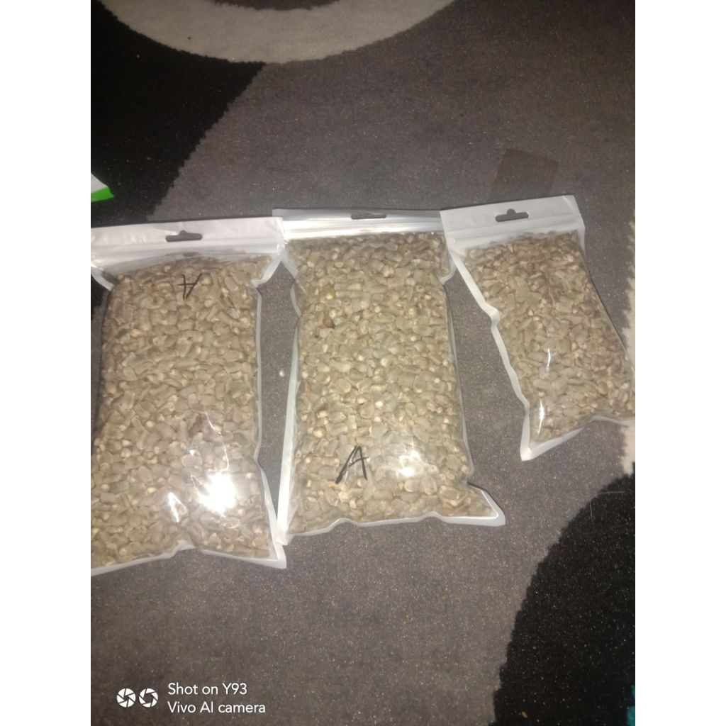 bibit porang jenis spora  porang