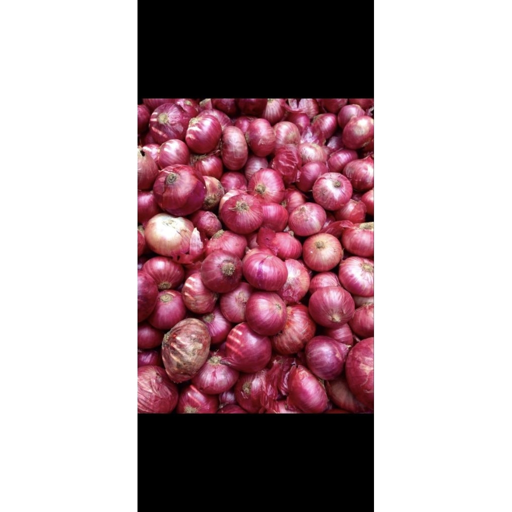 

bawang merah segar langsung dari petani
