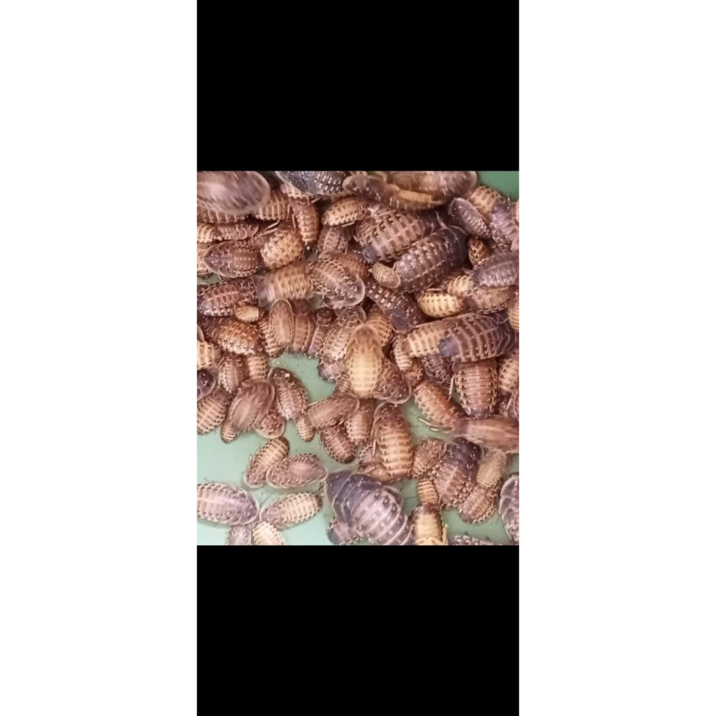 KECOA DUBIA ±1 cm PAKAN MURAHH