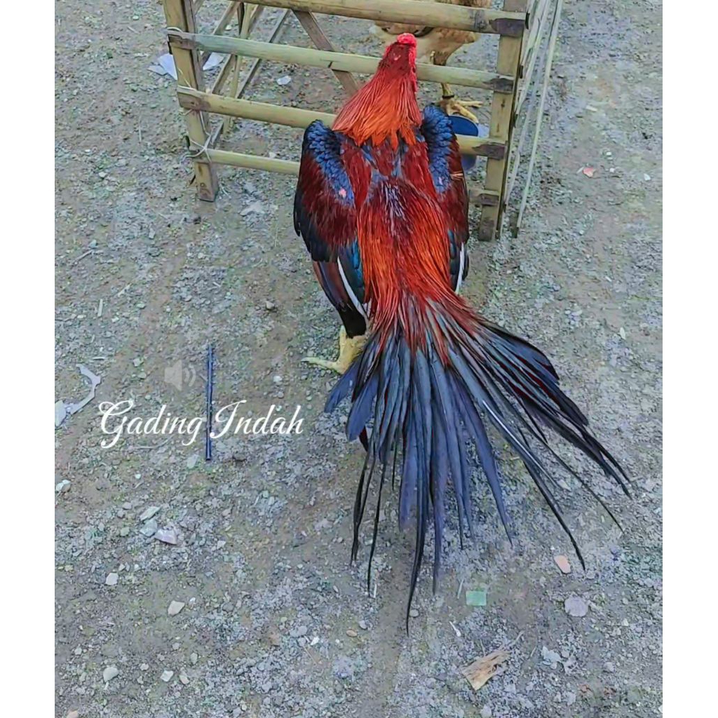 

TELUR FERTIL EKOR LIDI EKOR AMBYAR