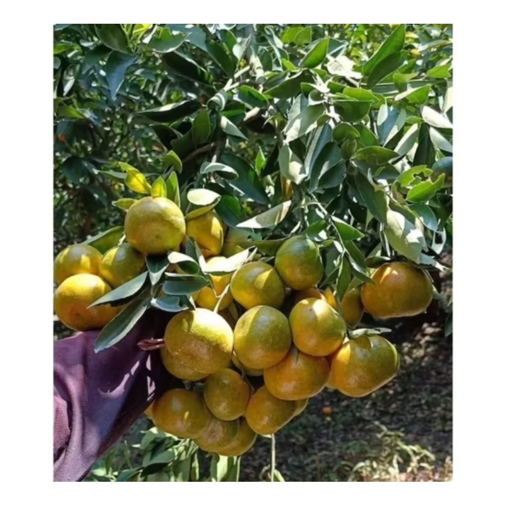 

Jeruk Siam Madu Malang Fresh Siem 500gram