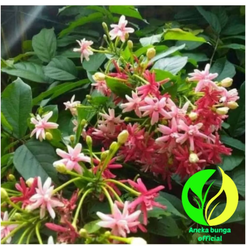 POHON BUNGA MELATI BELANDA WANGI / TANAMAN HIAS BUNGA MELATI BELANDA