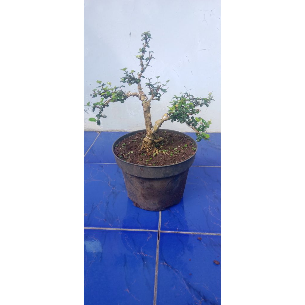 Bahan Bonsai Jeruk Kingkit