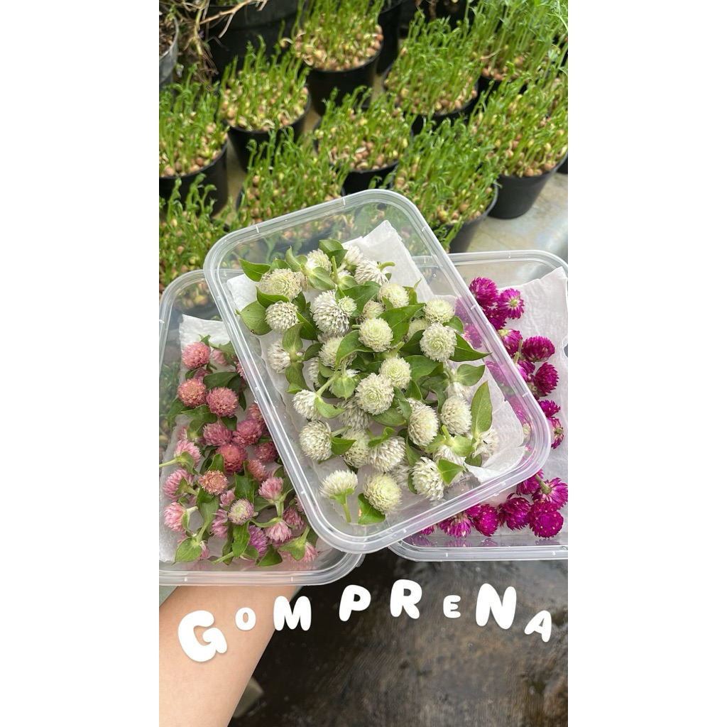 

Gomprena Edible Flower | Edible flower Mix | Garnish makanan | Garnish minuman