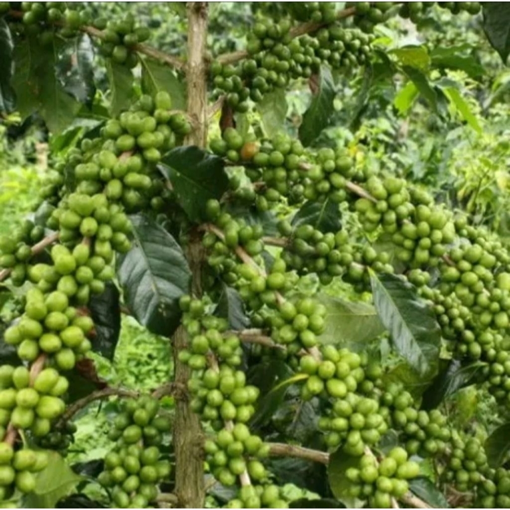 Bibit Kopi Arabika