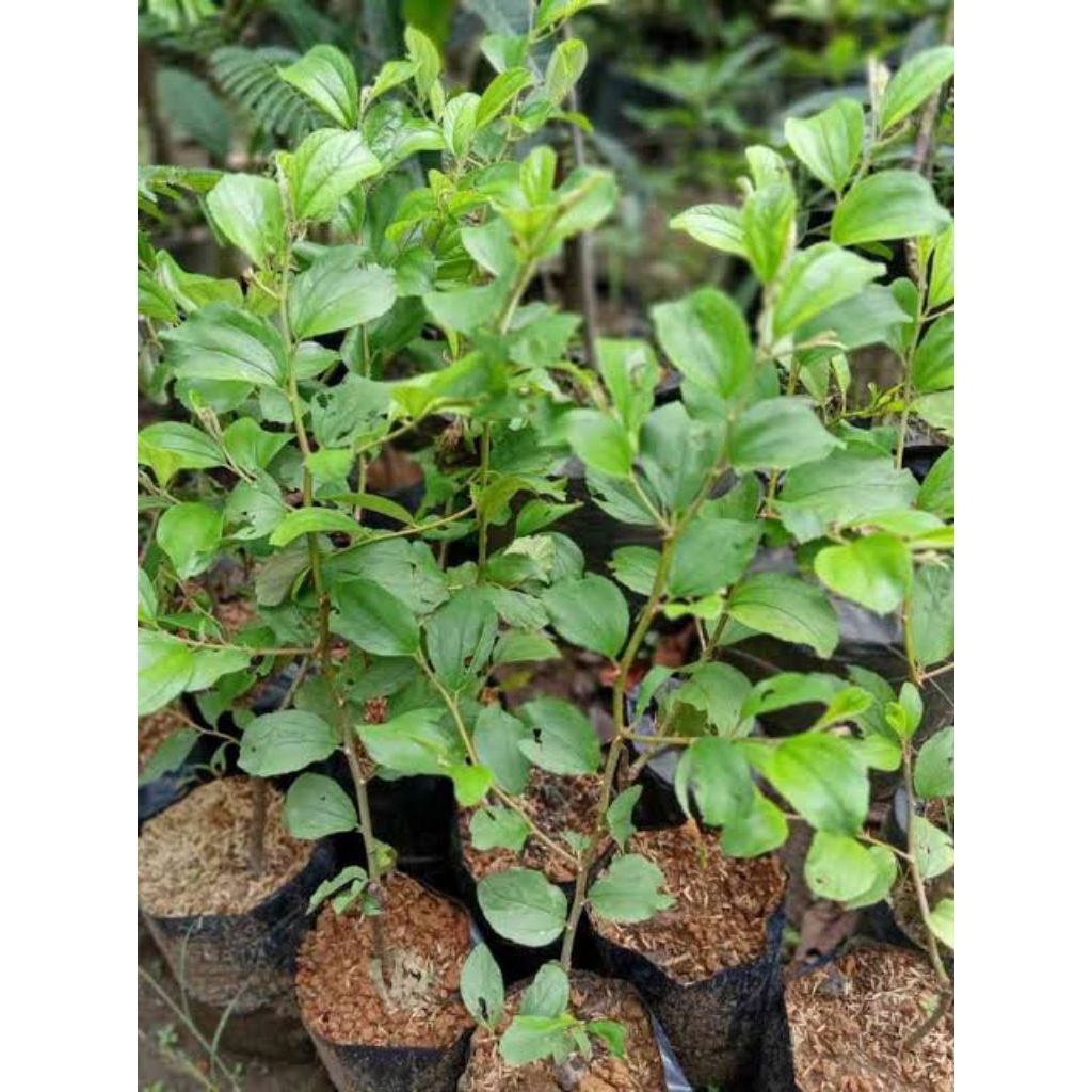 Bibit Apel Putsa india Kondisi Berbunga/Berbuah