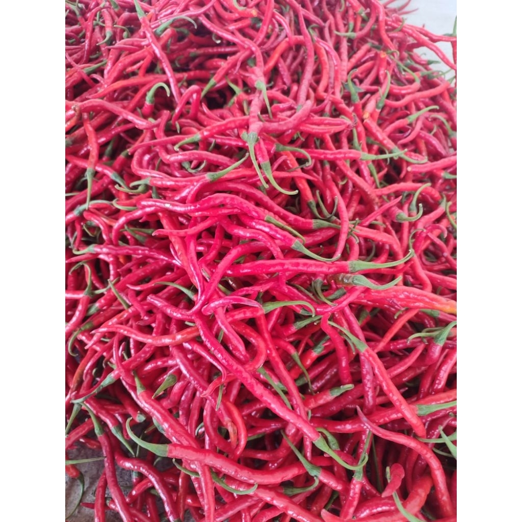 

BIG SALE 1KG cabe merah keriting fresh