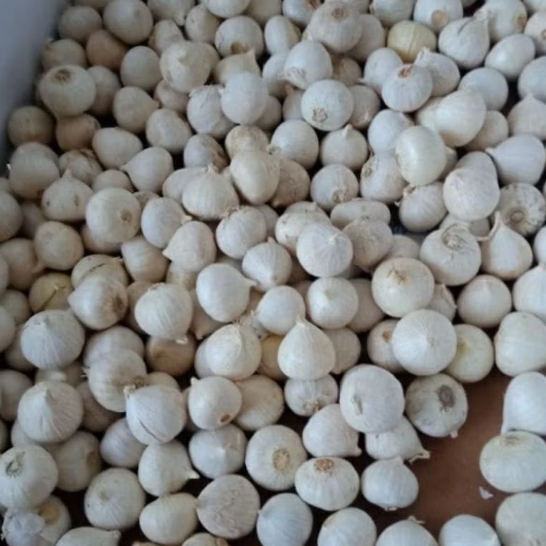 

bawang tunggal lanang 1 kg