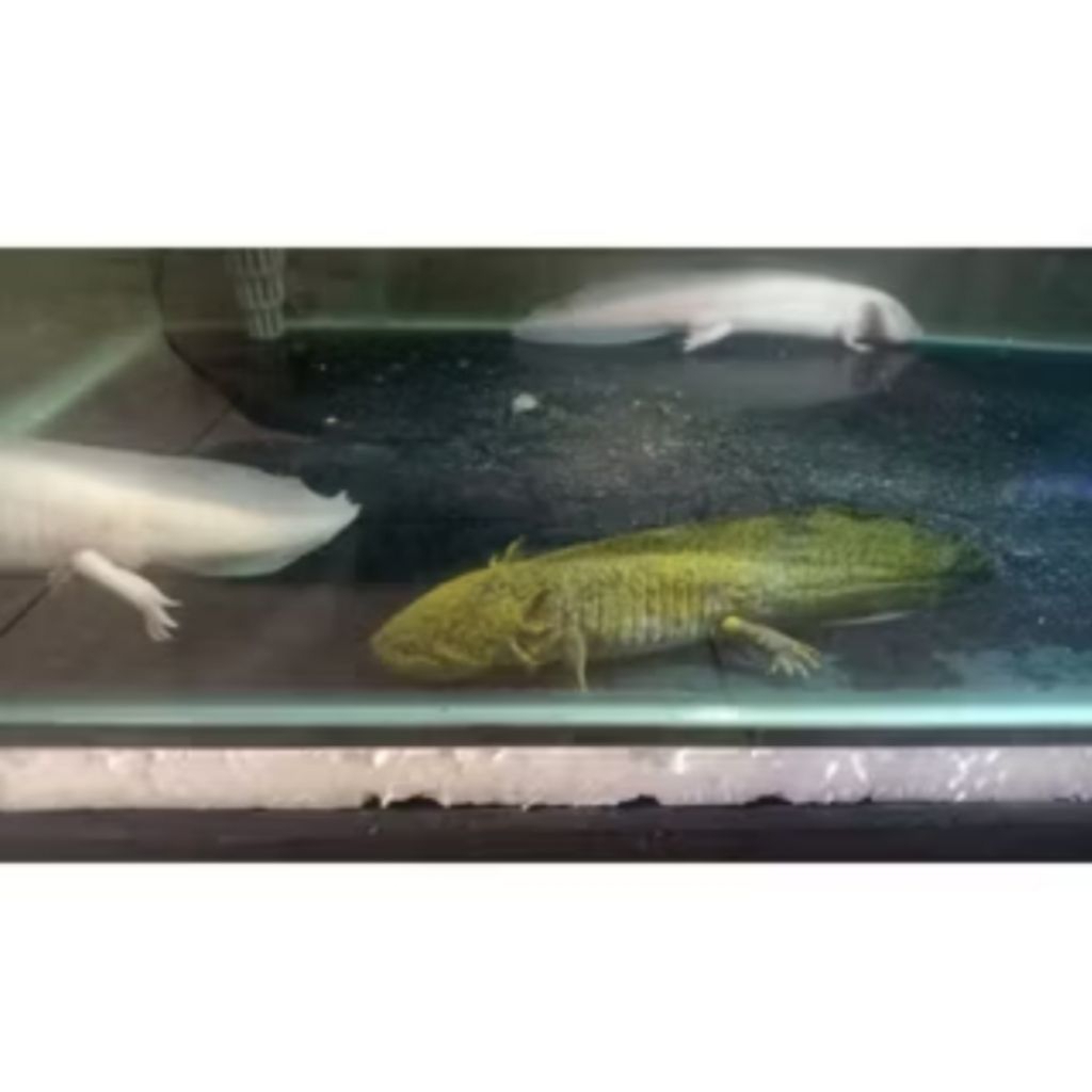 IKAN HIAS AXOLOTL MARBLE MARBEL [SIZE 13-15 CM] LEUCISTIC DOGFISH SALAMANDER WALKING FISH MEXICANUM 