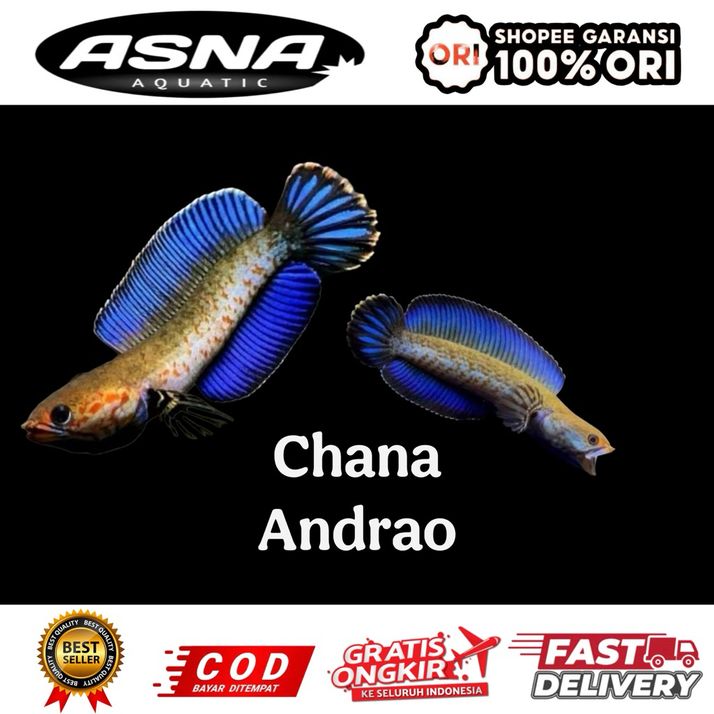 kebutuhan aquarium chana andrao