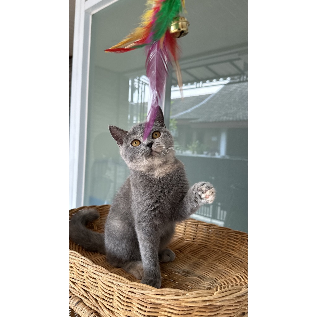 Kucing BSH Blue Tortie - BSH Pure Anakan BSH Impor